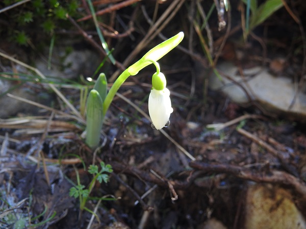 Foto - 387 bin liranız yoksa bu çiçeğe yaklaşmayın