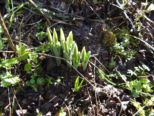 Foto - 387 bin liranız yoksa bu çiçeğe yaklaşmayın