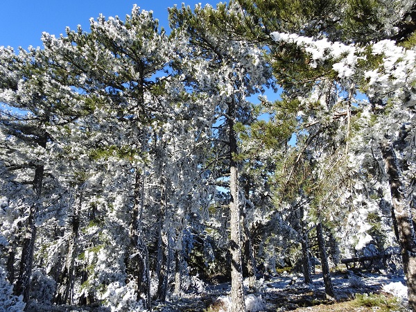 Foto - 387 bin liranız yoksa bu çiçeğe yaklaşmayın