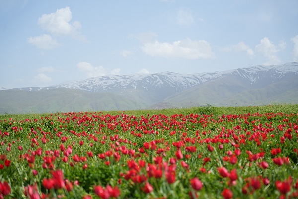 Foto - 387 bin liranız yoksa bu çiçeğe yaklaşmayın