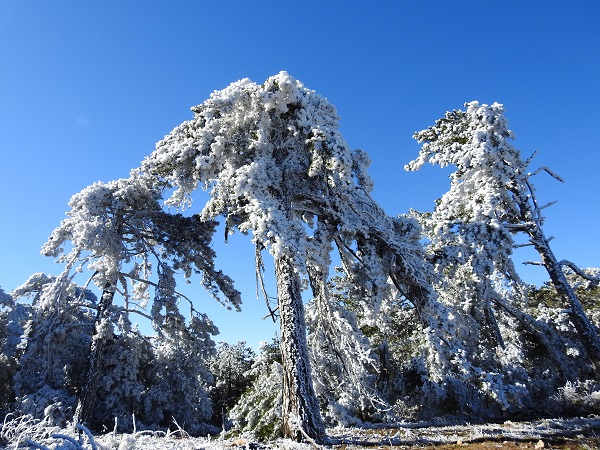 Foto - 387 bin liranız yoksa bu çiçeğe yaklaşmayın