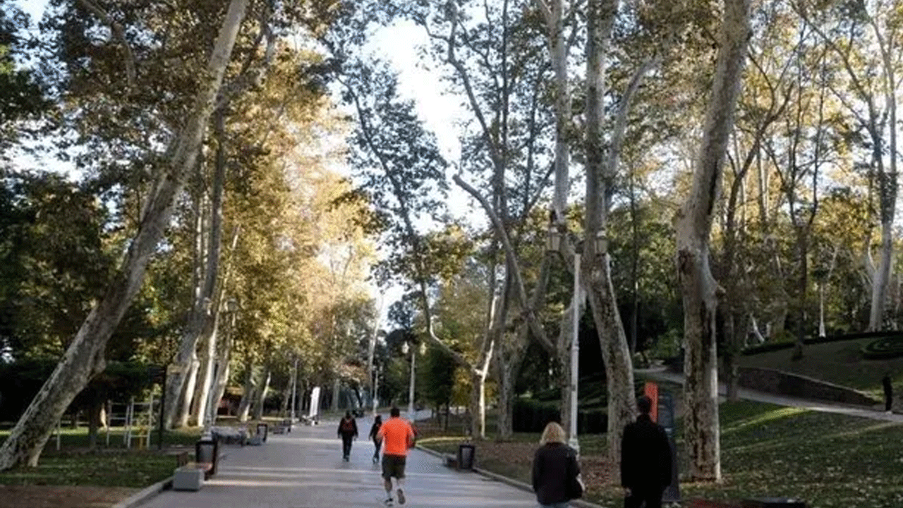 Foto - 4 ağaç için Taksim’i savaş alanına çeviren Çapulcular şimdi neredesiniz? İBB ağaç katliamı yapıyor…