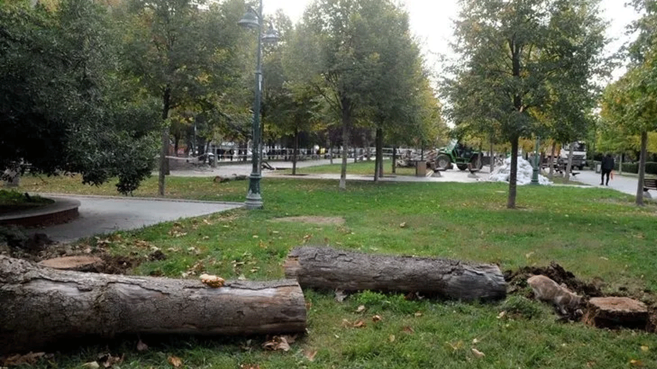 Foto - 4 ağaç için Taksim’i savaş alanına çeviren Çapulcular şimdi neredesiniz? İBB ağaç katliamı yapıyor…