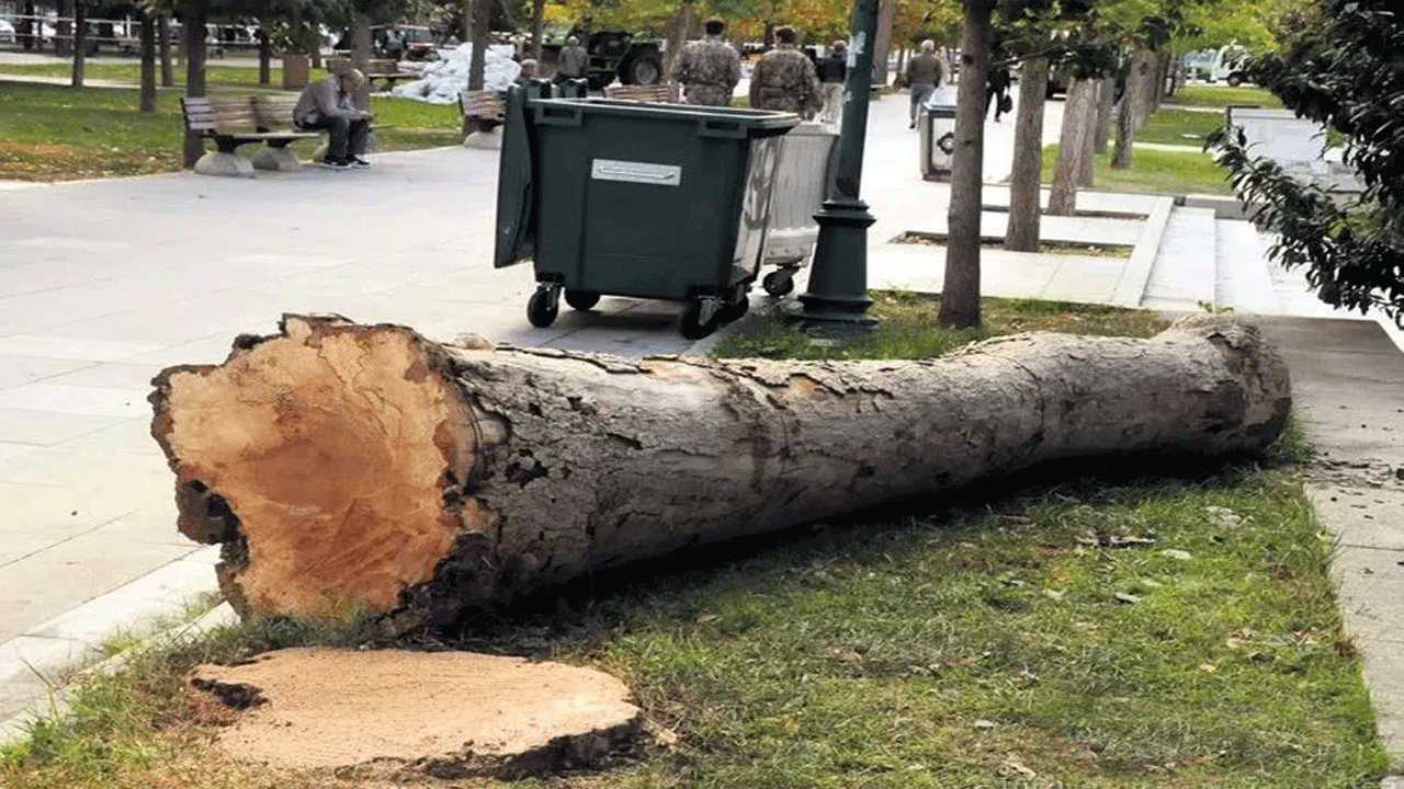 Foto - 4 ağaç için Taksim’i savaş alanına çeviren Çapulcular şimdi neredesiniz? İBB ağaç katliamı yapıyor…