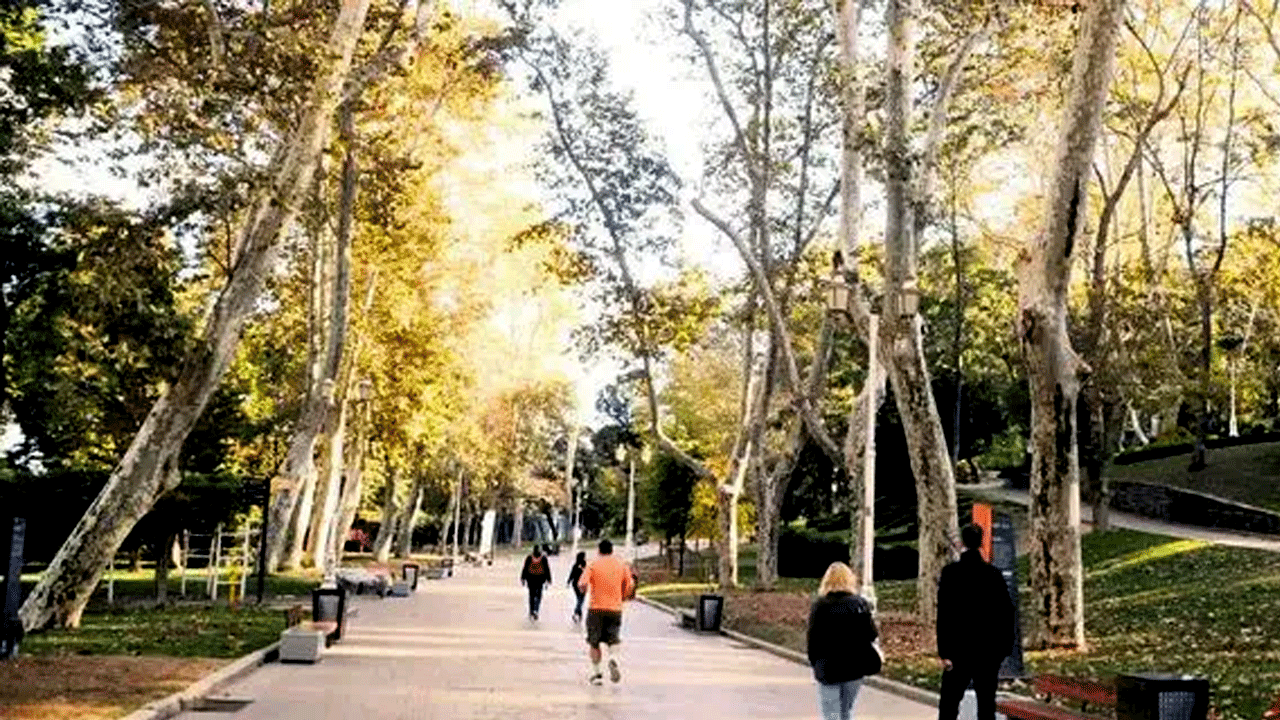 Foto - 4 ağaç için Taksim’i savaş alanına çeviren Çapulcular şimdi neredesiniz? İBB ağaç katliamı yapıyor…