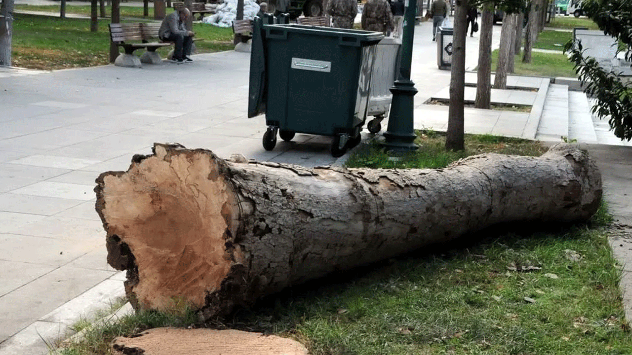 Foto - 4 ağaç için Taksim’i savaş alanına çeviren Çapulcular şimdi neredesiniz? İBB ağaç katliamı yapıyor…