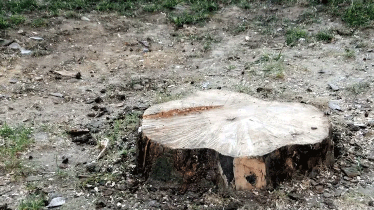 Foto - 4 ağaç için Taksim’i savaş alanına çeviren Çapulcular şimdi neredesiniz? İBB ağaç katliamı yapıyor…