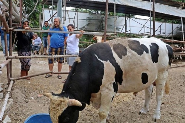 Foto - 4 bilezikle girdiği hayvancılık işiyle servetine servet kattı!
