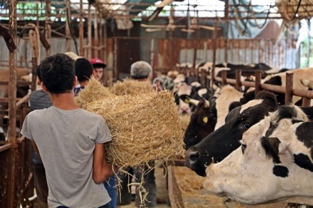 Foto - 4 bilezikle girdiği hayvancılık işiyle servetine servet kattı!