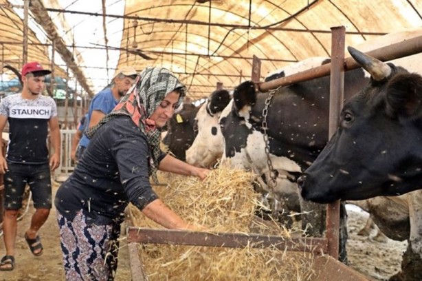 Foto - 4 bilezikle girdiği hayvancılık işiyle servetine servet kattı!