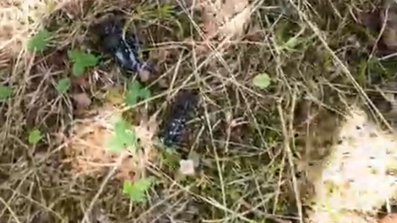 Foto - 4 bin dekarlık fındık bahçesi söküldü! Trabzon’da "Drakula" ile savaş