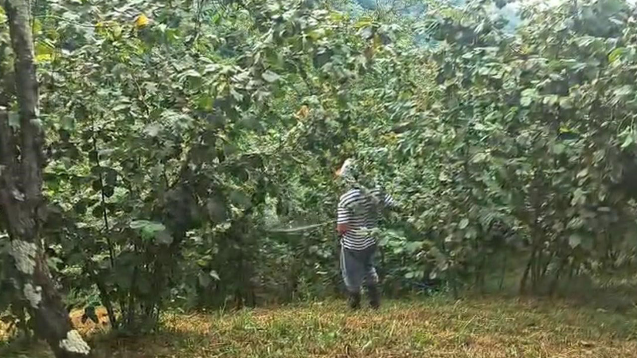 Foto - 4 bin dekarlık fındık bahçesi söküldü! Trabzon’da "Drakula" ile savaş