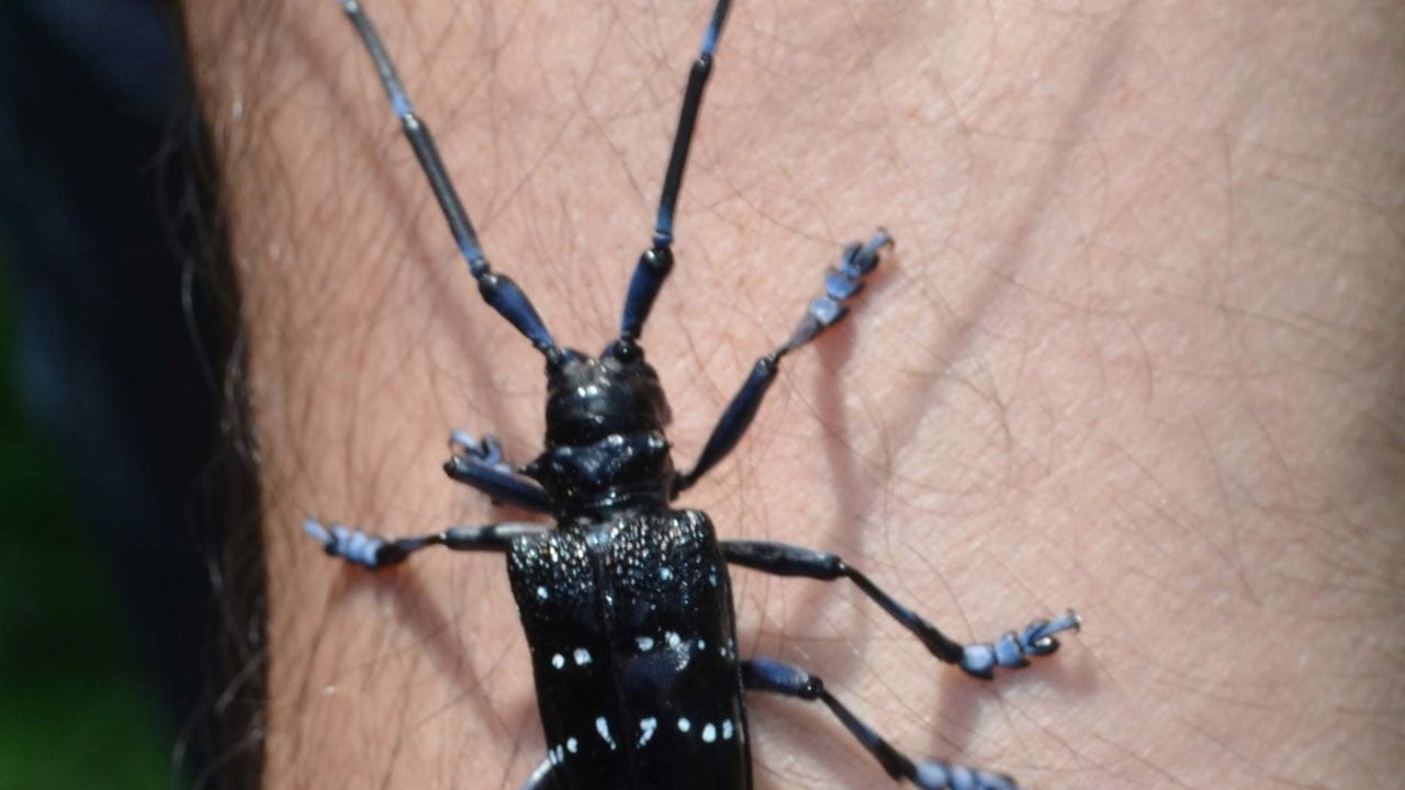 4 bin dekarlık fındık bahçesi söküldü! Trabzon’da "Drakula" ile savaş