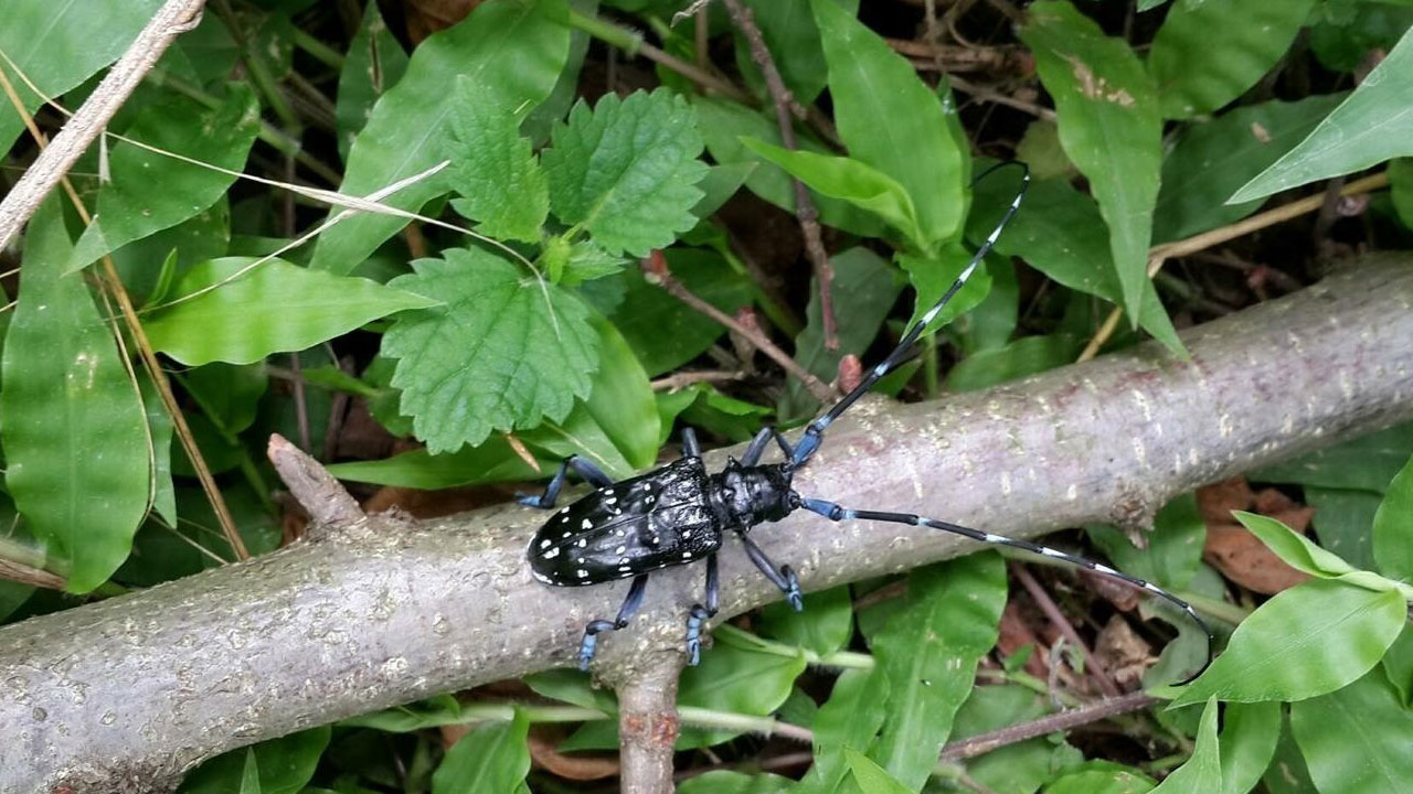 Foto - 4 bin dekarlık fındık bahçesi söküldü! Trabzon’da "Drakula" ile savaş