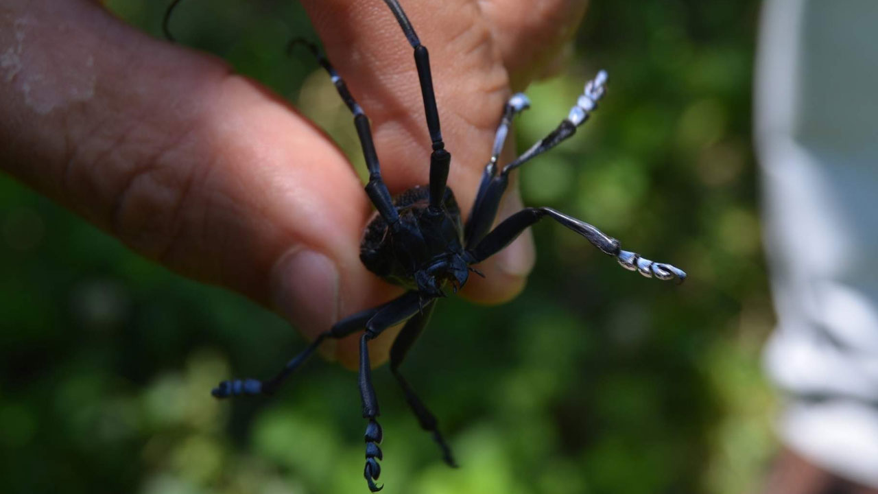 Foto - 4 bin dekarlık fındık bahçesi söküldü! Trabzon’da "Drakula" ile savaş