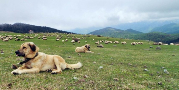 Foto - 4 bin TL maaşla çoban aranıyor! 