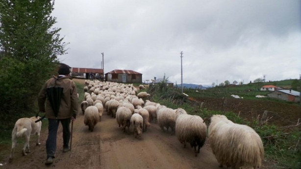 Foto - 4 bin TL maaşla çoban aranıyor! 