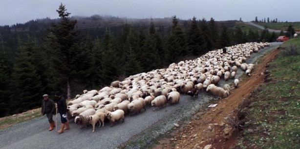 Foto - 4 bin TL maaşla çoban aranıyor! 