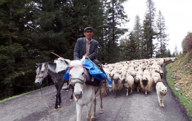 Foto - 4 bin TL maaşla çoban aranıyor! 