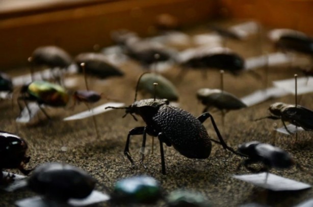 Foto - 4 bin türlük böcek koleksiyonu olan profesör