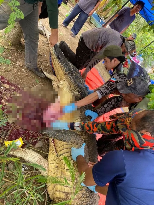 Foto - 4 gündür kayıp olan adam, 4 metrelik timsahın karnından çıktı! İşte kan donduran görüntüler