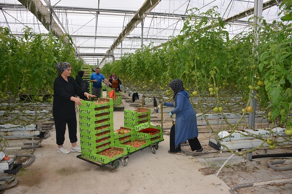 Foto - 4 mevsim domatesi böyle yetiştiriyorlar