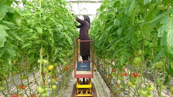 Foto - 4 mevsim domatesi böyle yetiştiriyorlar