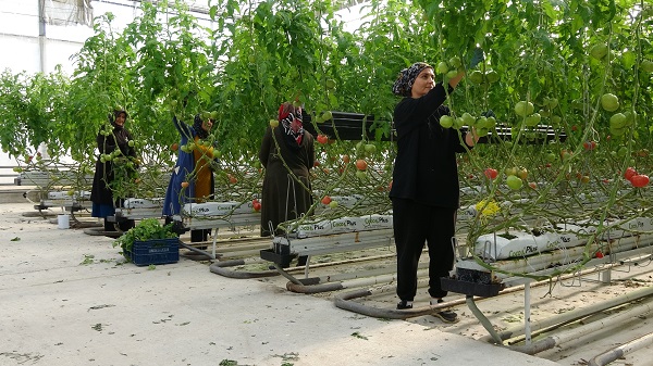 Foto - 4 mevsim domatesi böyle yetiştiriyorlar