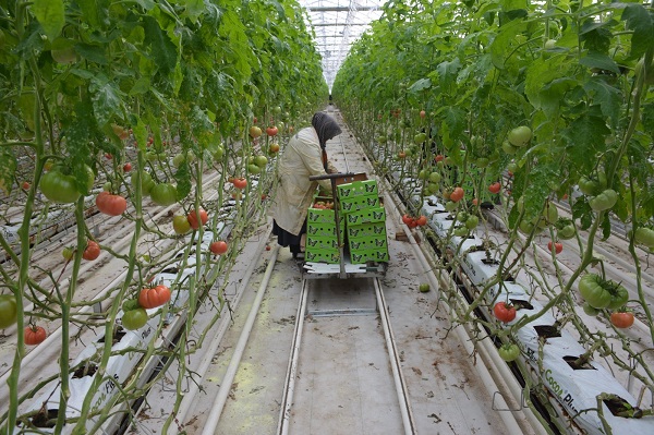 Foto - 4 mevsim domatesi böyle yetiştiriyorlar