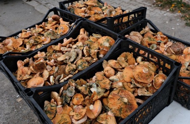 Foto - 4 saatte tam 5 bin lira kazanıyor! Mesleğini duyanlar hayret edecek! Herkesin "Boş iş" dediği işle parayı kırdı: Maliyeti de sıfır