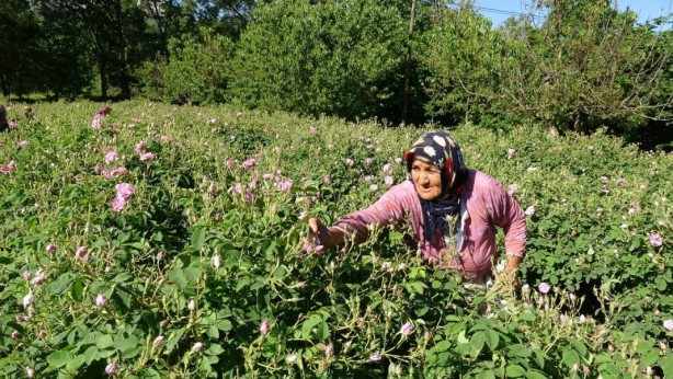Foto - 4 tondan sadece 1 litre çıkıyor! Tamı tamına 10 bin euroya satıyorlar! Herkes ne olduğunu anlamaya çalışıyor