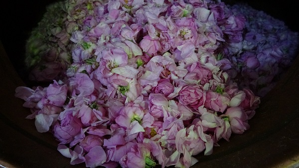 4 tondan yalnızca 1 litre çıkıyor! Litresi tam 400 bin TL'ye satılıyor