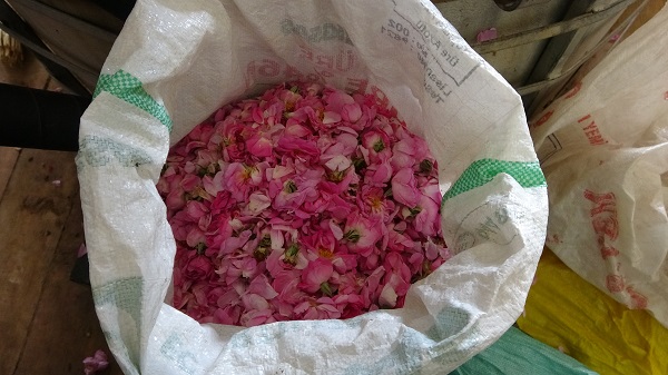 Foto - 4 tondan yalnızca 1 litre çıkıyor! Litresi tam 400 bin TL'ye satılıyor