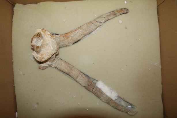 Foto - 4 tür keşfi: Toprağı kazdılar, bataklığın içerisinden çıkardılar! Çıktıkça yenisi göründü! 