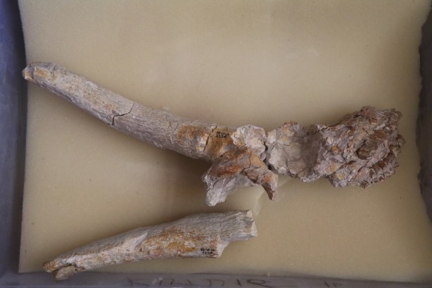 Foto - 4 tür keşfi: Toprağı kazdılar, bataklığın içerisinden çıkardılar! Çıktıkça yenisi göründü! 