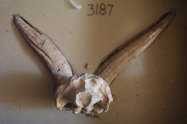 Foto - 4 tür keşfi: Toprağı kazdılar, bataklığın içerisinden çıkardılar! Çıktıkça yenisi göründü! 