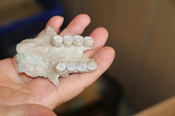 Foto - 4 tür keşfi: Toprağı kazdılar, bataklığın içerisinden çıkardılar! Çıktıkça yenisi göründü! 