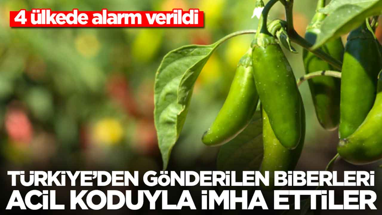4 ülkede alarm verildi: Türkiye'den gönderilen biberleri acil koduyla imha ettiler