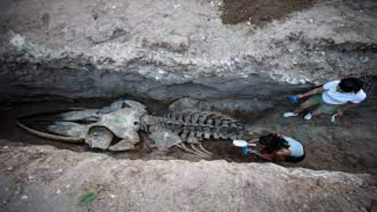 Foto - 4 yıl önce gömülmüştü, topraktan çıkarılıyor! Boyu tamı tamına 14 metre