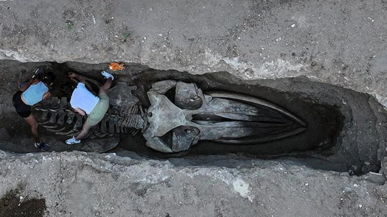 Foto - 4 yıl önce gömülmüştü, topraktan çıkarılıyor! Boyu tamı tamına 14 metre