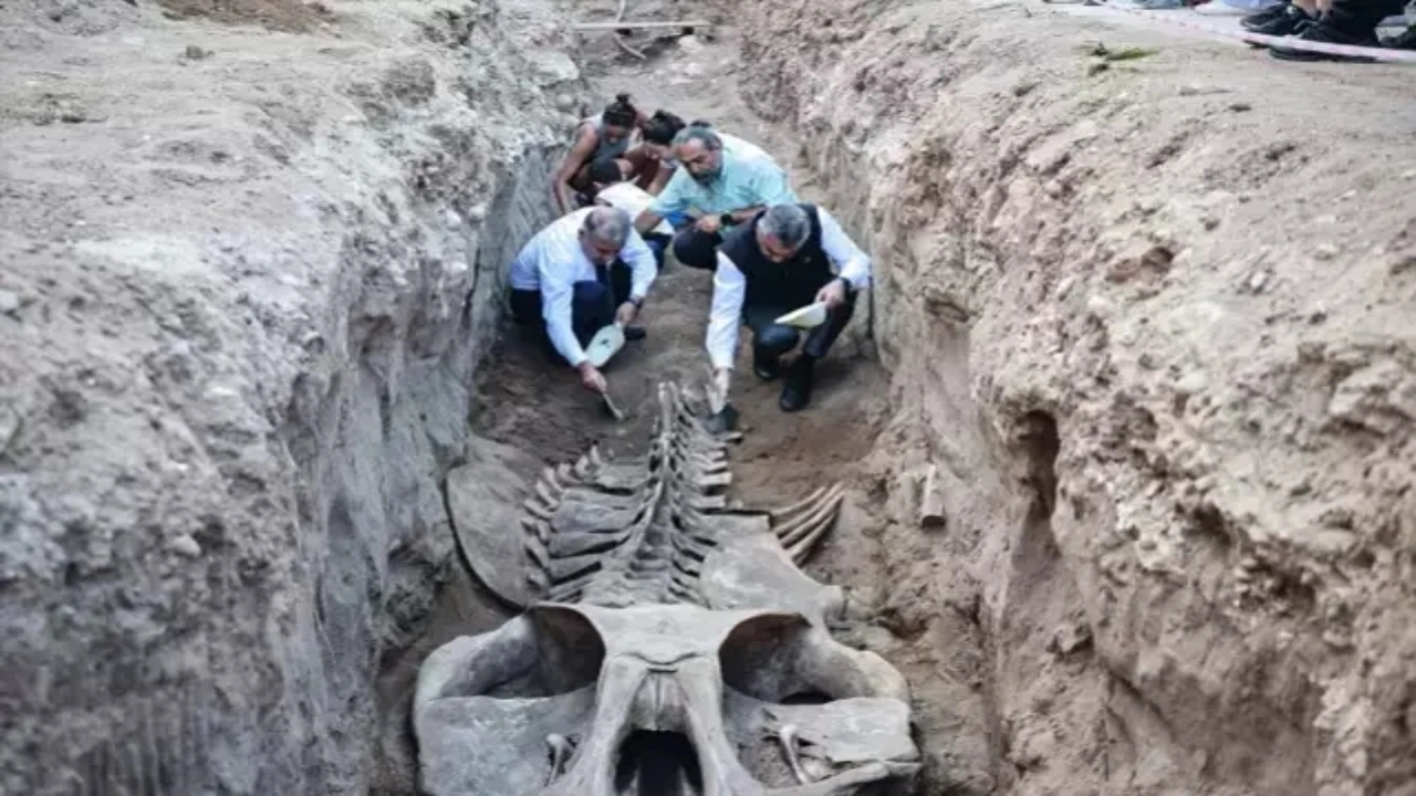 Foto - 4 yıl önce gömülmüştü, topraktan çıkarılıyor! Boyu tamı tamına 14 metre