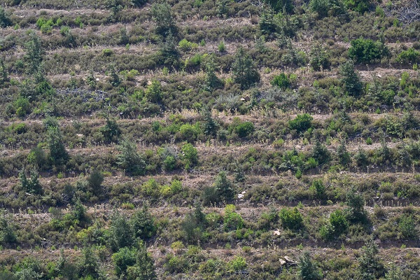 Foto - 4 yıl önce yanmıştı! İşte son durum