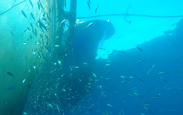 Foto - 4 yılda yüzde 32 azaldı! Birkaç sene sonra balık bulamayabiliriz