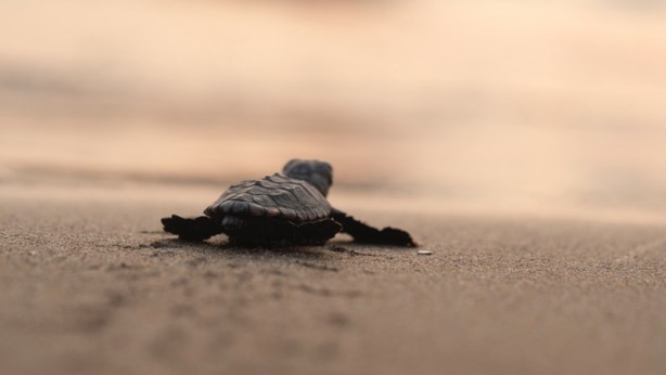 Foto - 40 bin yavru caretta caretta denizle buluşacak