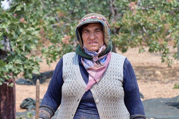 Foto - 40 derecede zorlu fıstık mesaisi