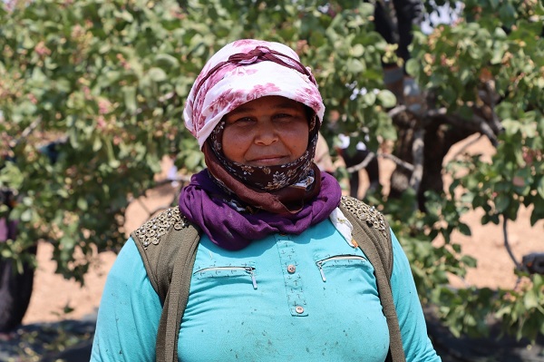 Foto - 40 derecede zorlu fıstık mesaisi