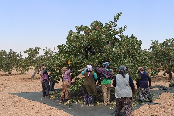Foto - 40 derecede zorlu fıstık mesaisi