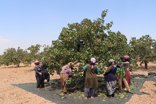 Foto - 40 derecede zorlu fıstık mesaisi