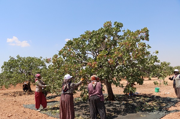 Foto - 40 derecede zorlu fıstık mesaisi