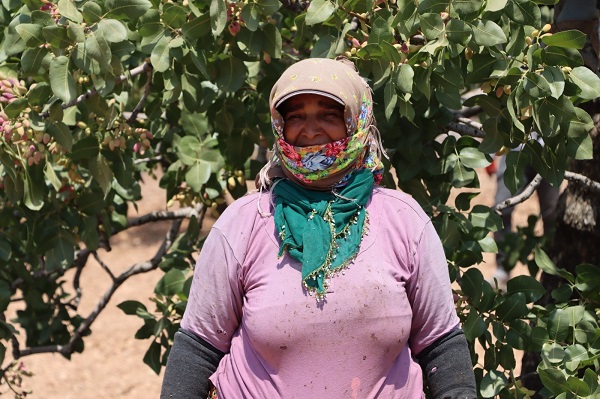 Foto - 40 derecede zorlu fıstık mesaisi